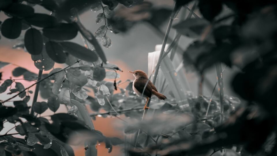A Little Curious Show
